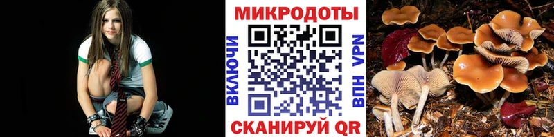 дарнет шоп  Западная Двина  Псилоцибиновые грибы Psilocybe 